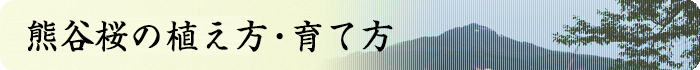 熊谷桜の植え方・育て方